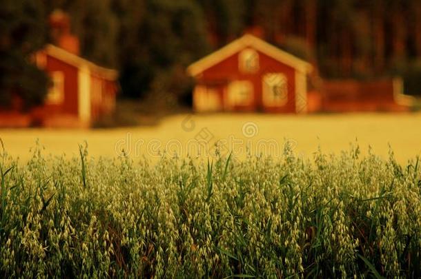 燕麦田和红房子