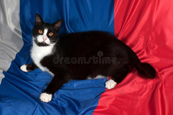 躺在红蓝相间的黑白相间的猫