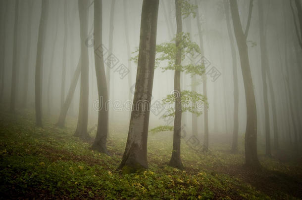 神秘空灵森林雾槽树