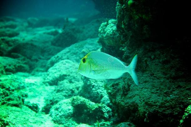 加勒比海珊瑚礁、热带鱼和海洋生物