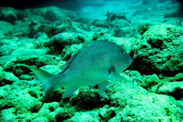 加勒比海珊瑚礁、热带鱼和海洋生物