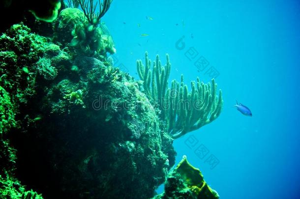 加勒比海珊瑚礁、热带鱼和海洋生物