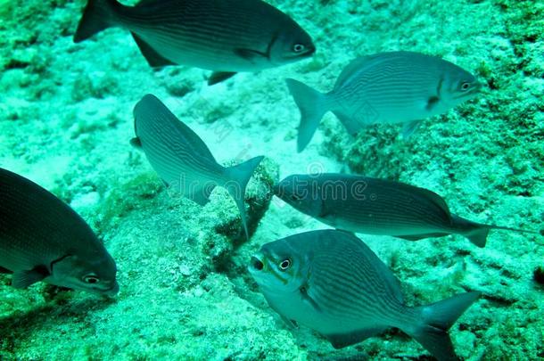 加勒比海珊瑚礁、热带鱼和海洋生物