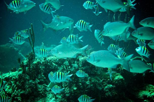 加勒比海珊瑚礁、热带鱼和<strong>海洋生物</strong>