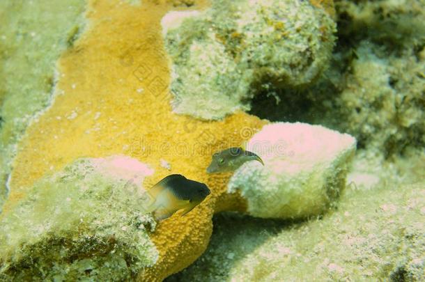 加勒比海珊瑚礁、热带鱼和海洋生物