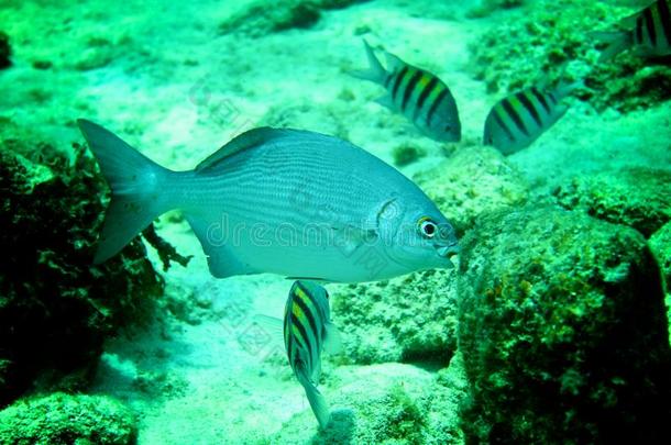 加勒比海珊瑚礁、热带鱼和<strong>海洋生物</strong>