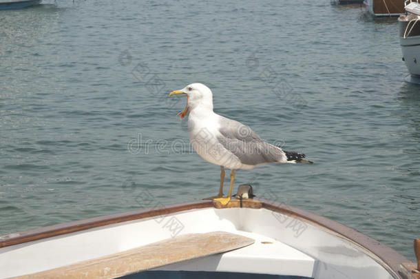 海鸥打哈欠