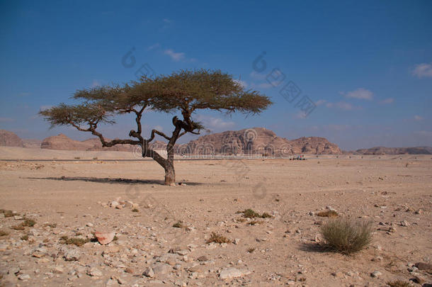 西奈沙漠，12月的蓝天下有沙子和阳光