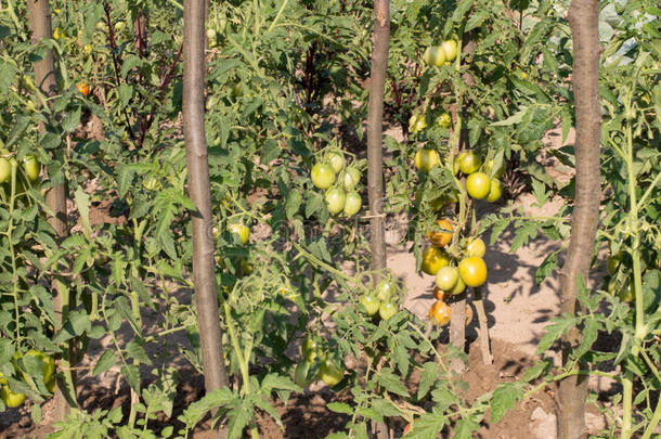 在农家菜园里种植番茄