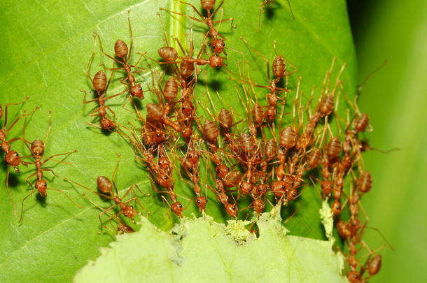 树叶上有许多<strong>蚂蚁</strong>