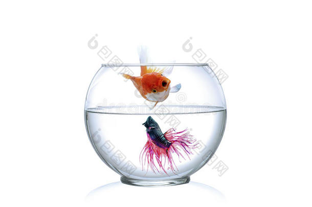 红暹罗在<strong>鱼缸里</strong>打鱼，白b面前背景：蓝色调。