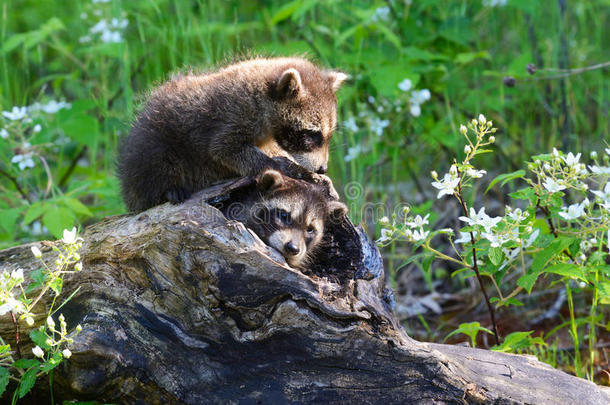 两只浣熊在一根空心的木头里