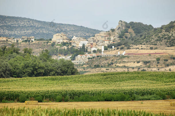 麦田和玉米，背景是风景如画的村庄