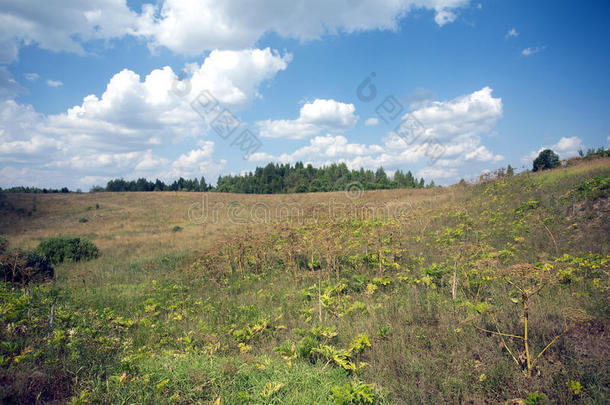 田园和森林的乡村夏季景观