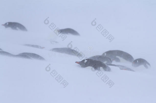 金图企鹅群曾在一场大雪中避难