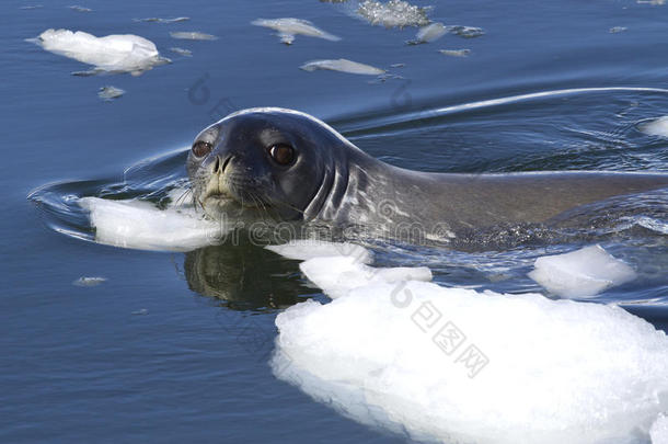 在南极水域，成年威德尔封住了漂浮在冰块之间的冰块