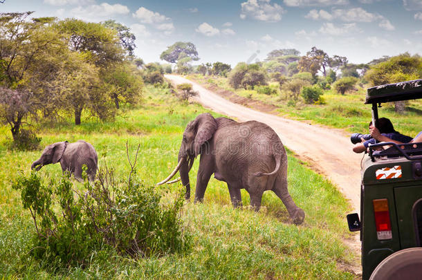 非洲草原上牧场上的大象家族。坦桑尼亚。