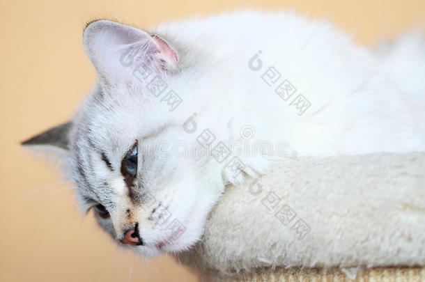西伯利亚白猫，涅瓦假面版