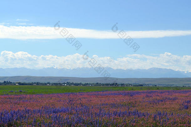 雪山背景下的蓝粉色花朵