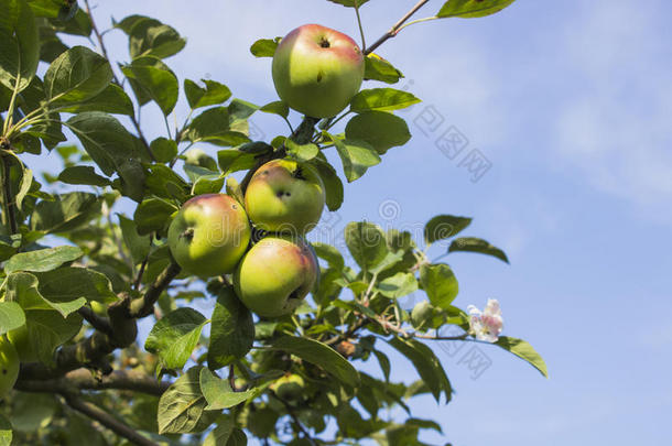 五颜六色的户外镜头，在树枝上放着<strong>一堆</strong>红<strong>苹果</strong>，准备收割