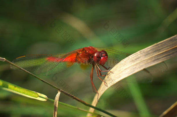 夏季红蜻蜓