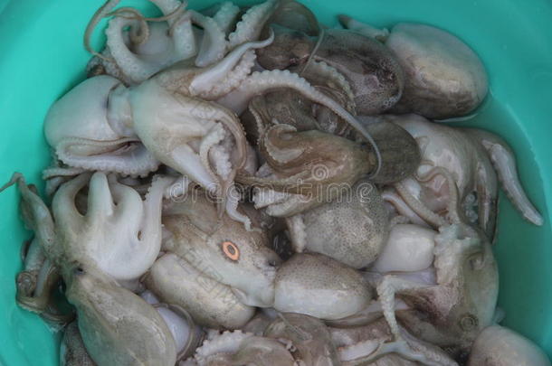 在深圳蛇口渔港钓章鱼