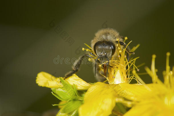 黄花蜜蜂头像