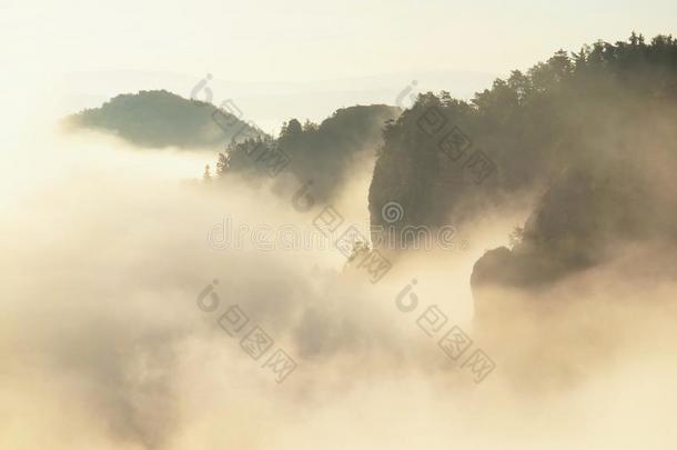 梦幻般的雾气景观，柔和的粉红色薄雾日出在美丽的萨克森山谷瑞士公园。
