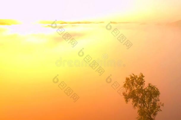 美丽的早晨。沟壑中<strong>弥漫</strong>着闪亮的橘色薄雾，前景中清新的绿树形成对比。美丽多雾的土地