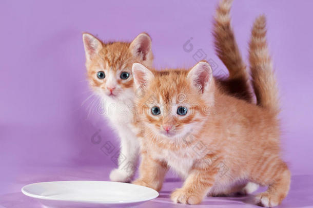 两只红猫咪在紫<strong>盘子</strong>里喝<strong>牛奶</strong>