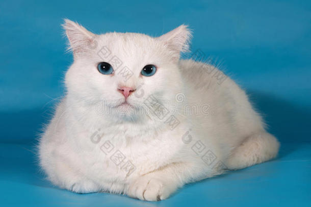 蓝眼睛的<strong>白猫</strong>躺在蓝色的上面