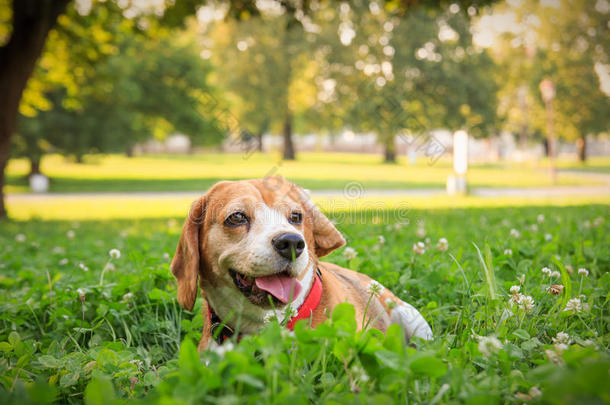 <strong>最可爱的</strong>小猎犬躺在草地上