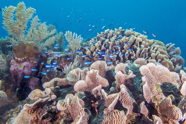 水下珊瑚礁
