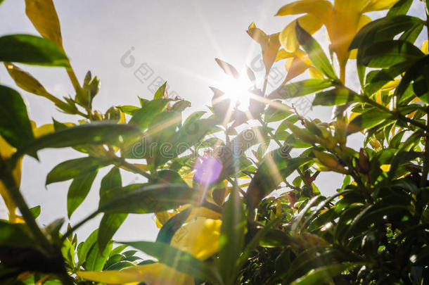 金喇叭花或阿拉曼达泻药