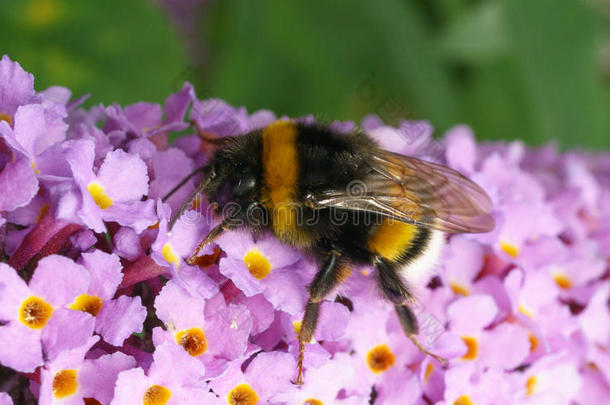 一只大黄蜂在紫色的佛手莲花上