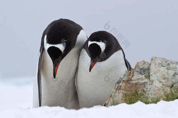 雄企鹅和雌企鹅并肩站在一起<strong>鞠躬</strong>