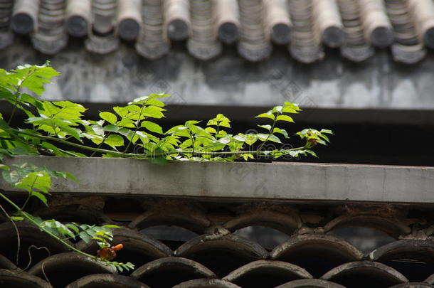 屋顶<strong>植物</strong>