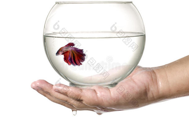 暹罗斗鱼在<strong>鱼缸里</strong>，手孤立在白色背景上。