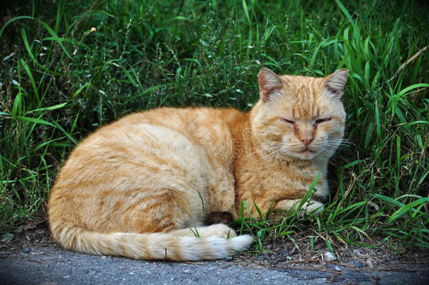 猫躺在<strong>绿草丛中</strong>