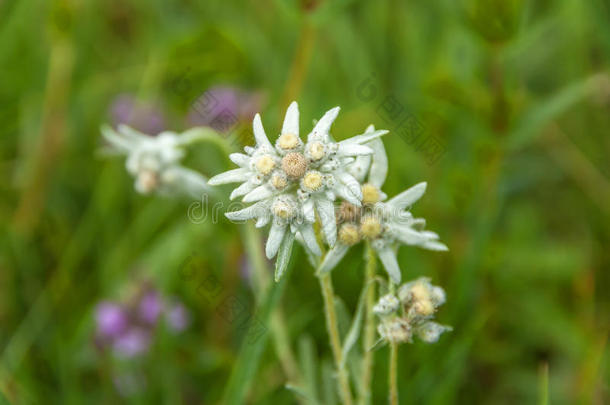 <strong>雪绒花</strong>草地