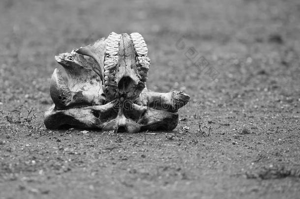 烈日下躺在干燥地面上的大象头骨艺术转换