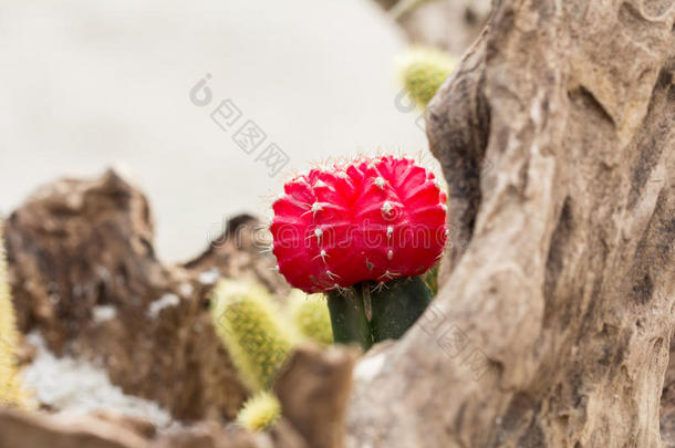 植物仙人掌