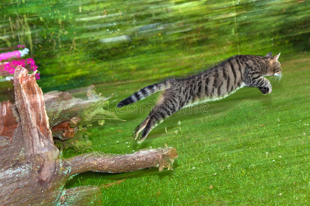 花斑猫在花园里大跃进