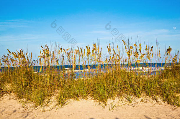 圣<strong>奥古斯丁</strong>海滩草和沙丘