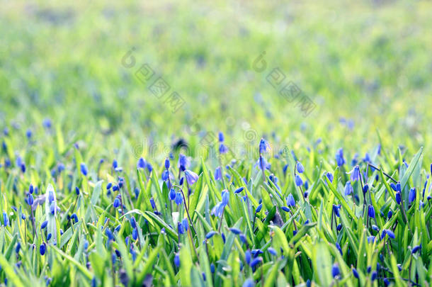 田野里<strong>绿油油</strong>的夏草上开着蓝色的花