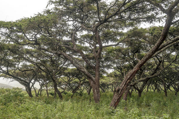 坦桑尼亚的相思树