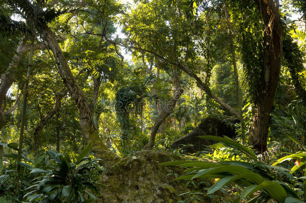 斐济热带丛林