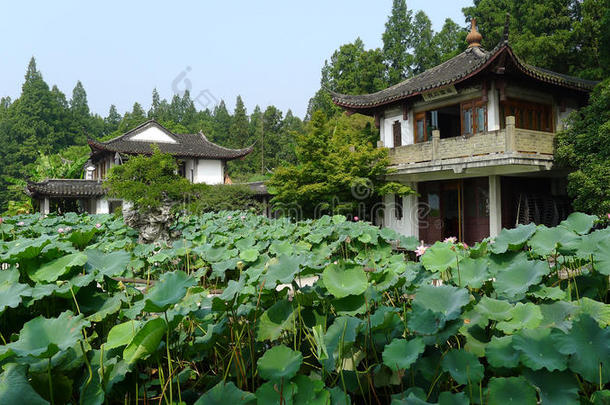杭州西湖，屈原园微风拂莲