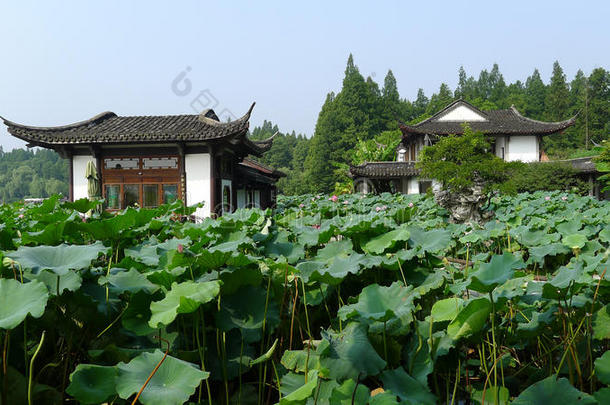 杭州西湖，屈原园微风拂莲