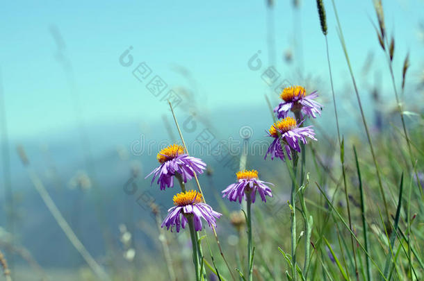 天空和山峦的背景是粉红色的花朵